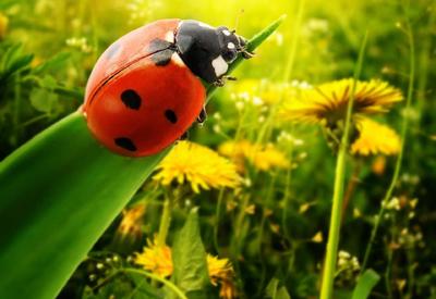 Red Granite Gravel 20mm